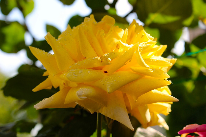 c0153740_1640496.jpg