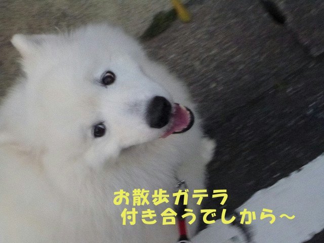 e0176159_12100633.jpg