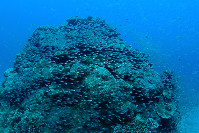 b0062363_940283.jpg