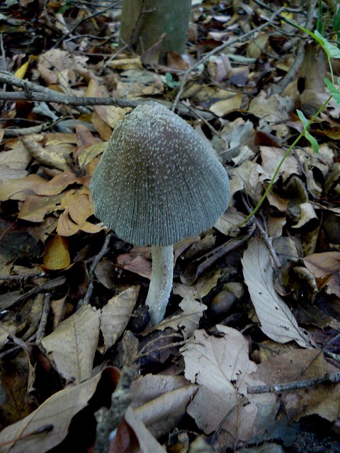 d0019074_8241235.jpg