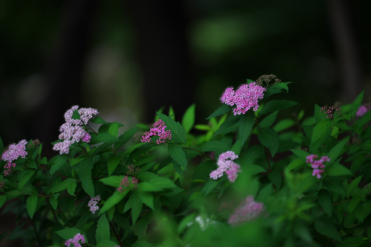 a0083081_10283473.jpg
