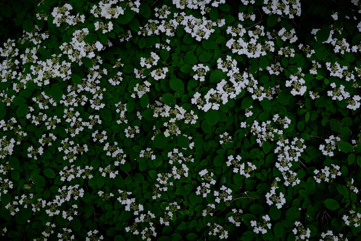 d0200900_21571343.jpg