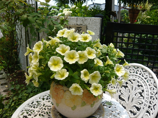 a0206332_895234.jpg