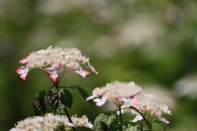 a0242438_20141155.jpg
