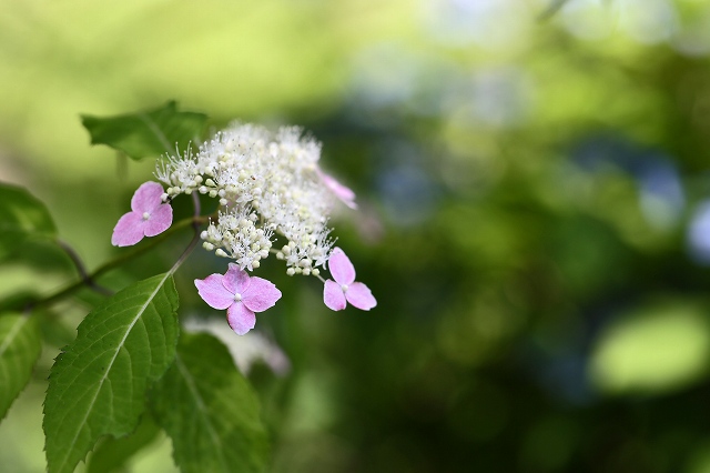 a0242438_2014188.jpg