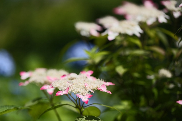 a0242438_2014323.jpg