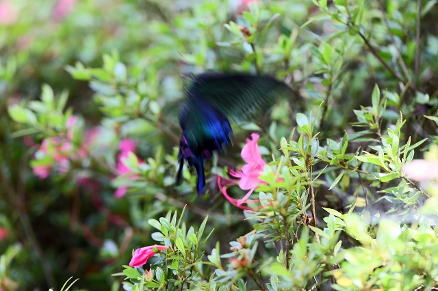 a0242438_2019715.jpg