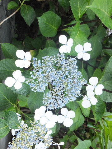 e0088260_20320772.jpg