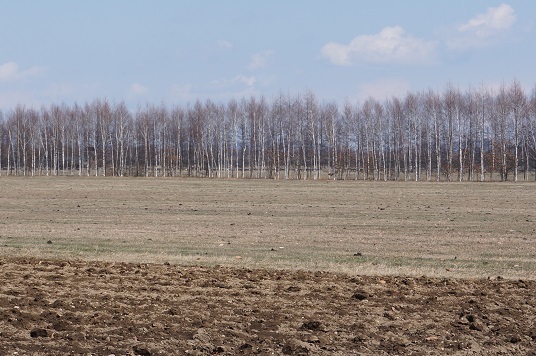 e0195766_12184719.jpg