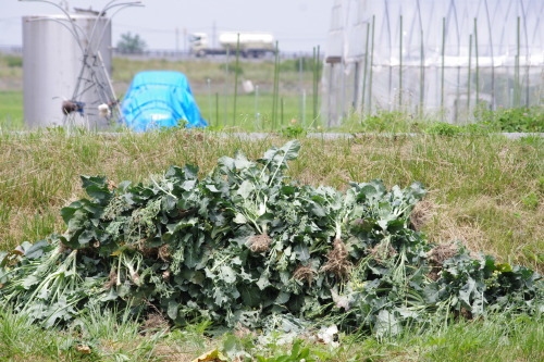 c0337494_17221370.jpg