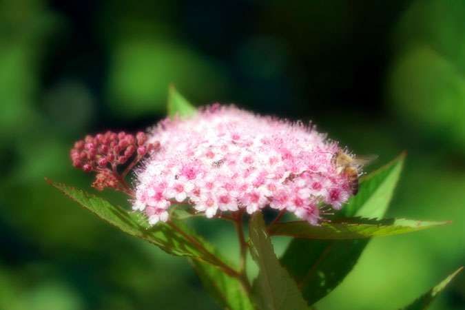 a0263109_18185525.jpg