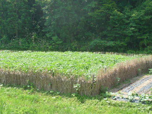 c0189218_1910235.jpg