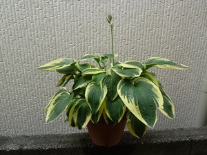 e0033229_1838083.jpg