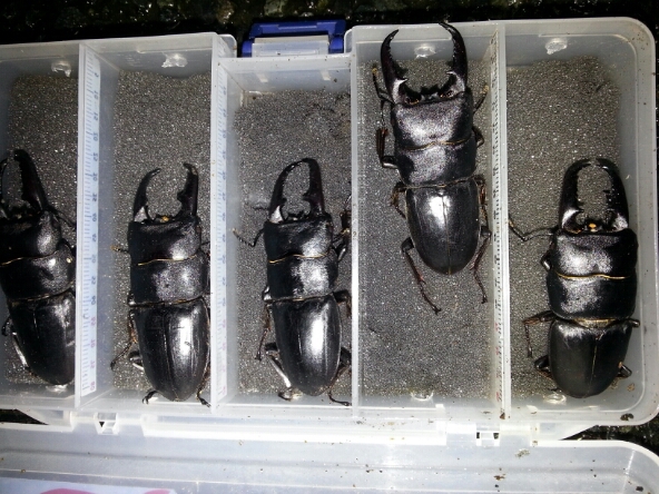 f0183484_12323100.jpg