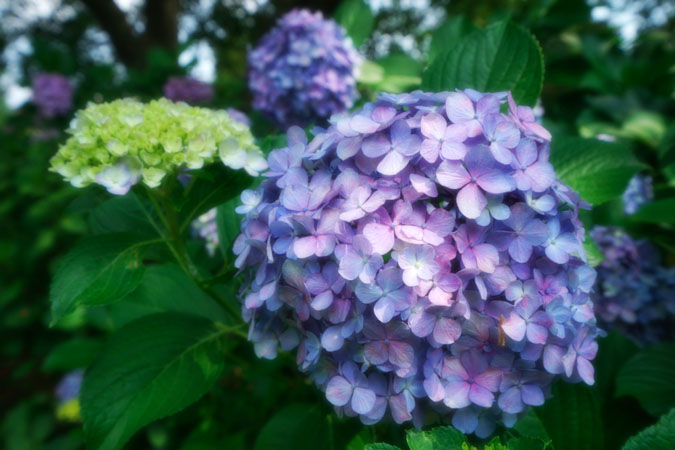 a0263109_1145299.jpg