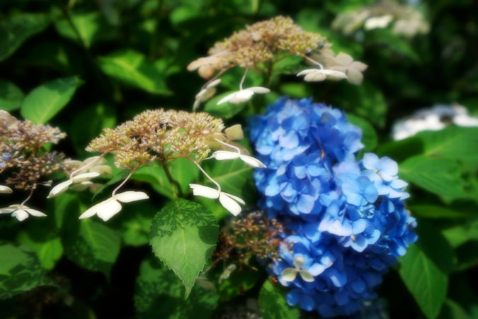 a0263109_1145899.jpg