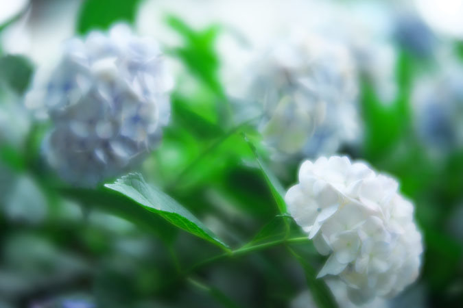 a0263109_1182798.jpg