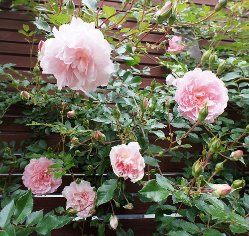 f0205733_21451788.jpg