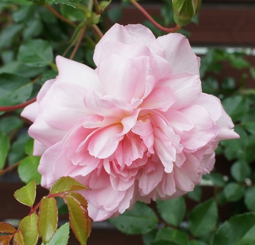 f0205733_21451974.jpg