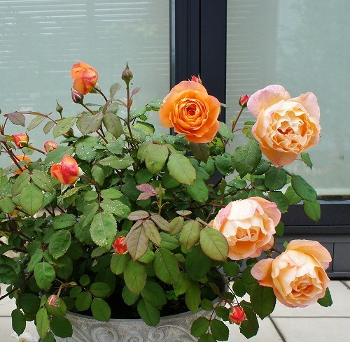 f0205733_21453164.jpg
