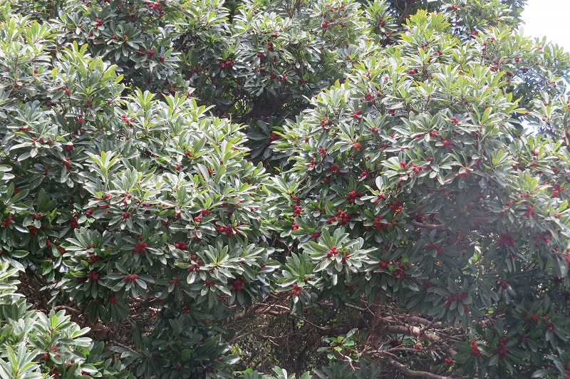 b0104861_19312465.jpg