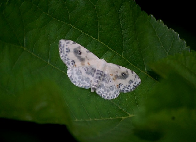 d0019074_8163023.jpg