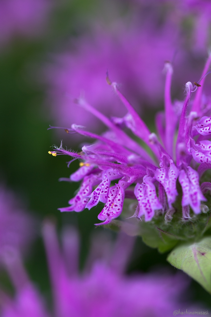 f0249918_23485.jpg
