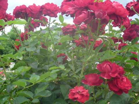 b0246036_14172699.jpg