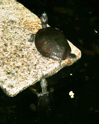 e0035757_17221517.jpg