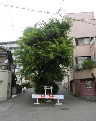 e0035757_1723014.jpg