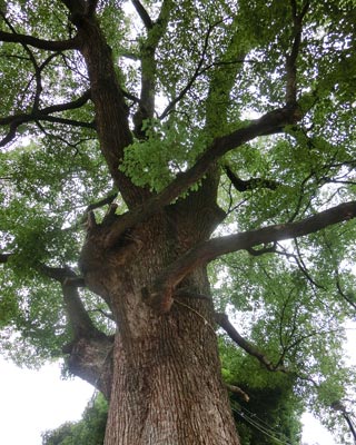e0035757_17261477.jpg