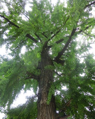 e0035757_17263896.jpg