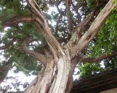 e0035757_17293455.jpg