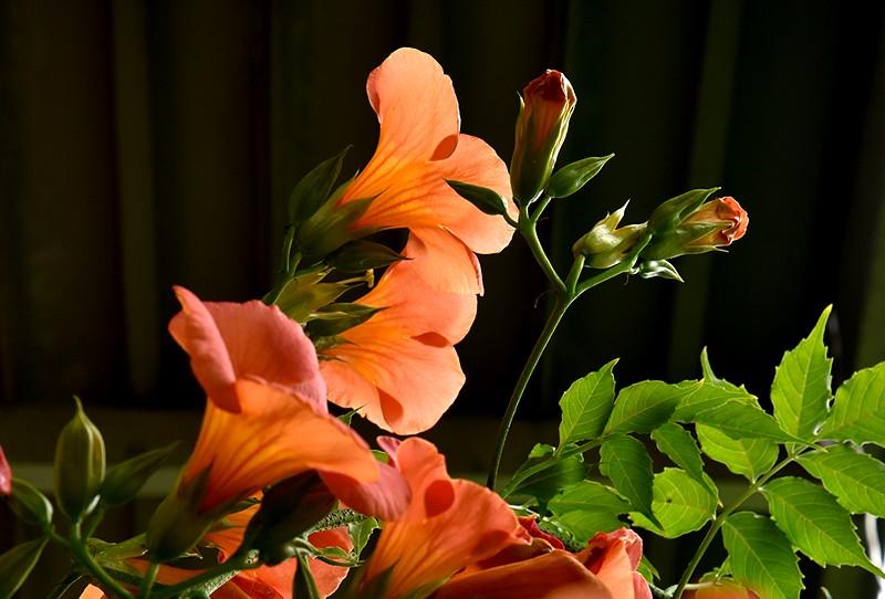 f0214467_8522216.jpg