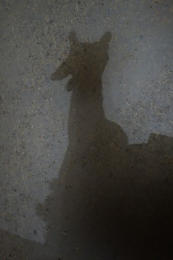 e0206902_5371151.jpg