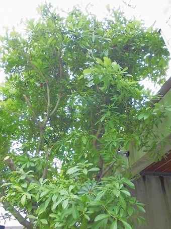 e0002466_1012355.jpg