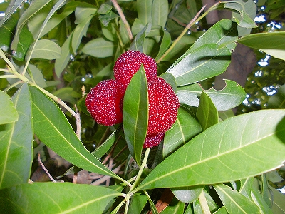 e0002466_10124399.jpg