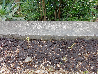 e0002466_1019278.jpg
