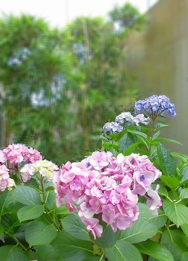 e0002466_9553754.jpg