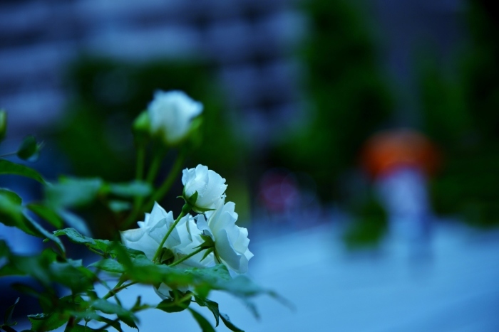 c0246290_17271339.jpg