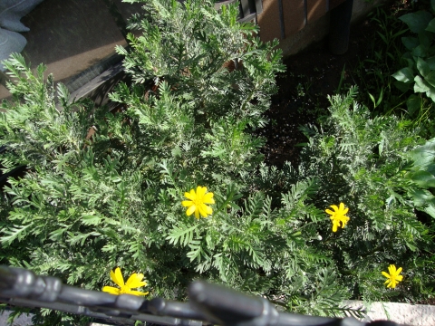 c0322794_11345561.jpg