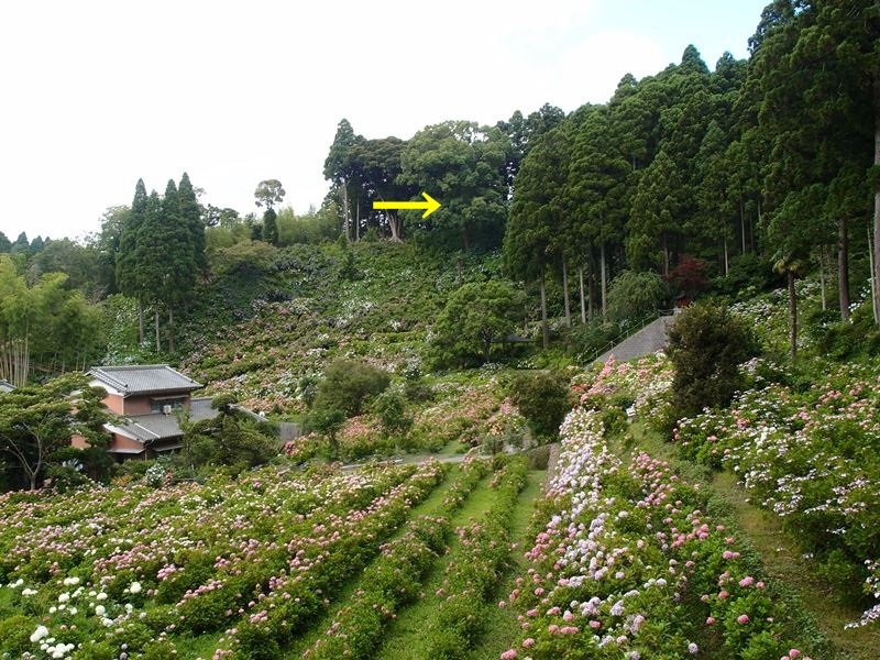 e0018604_16394510.jpg