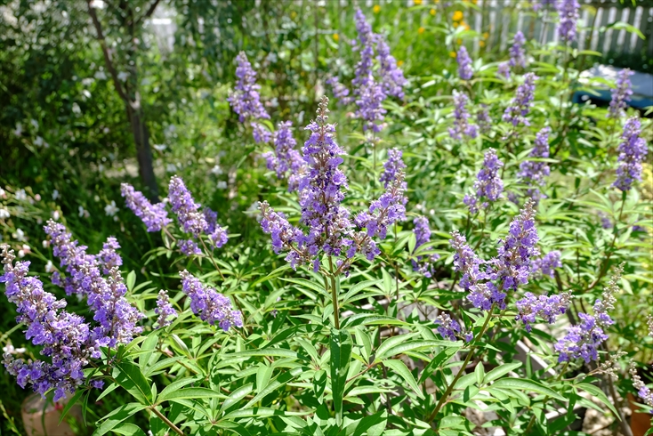 f0113108_7463780.jpg