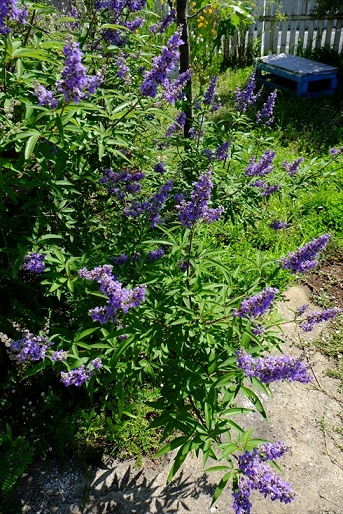 f0113108_747377.jpg