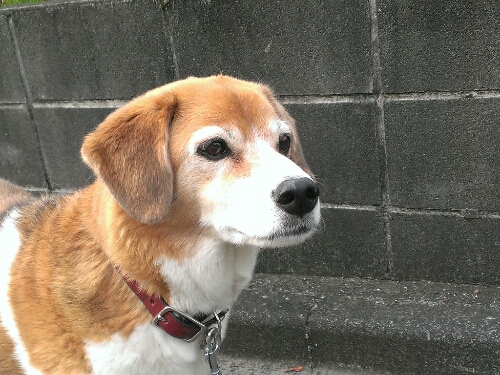 c0084117_8335981.jpg