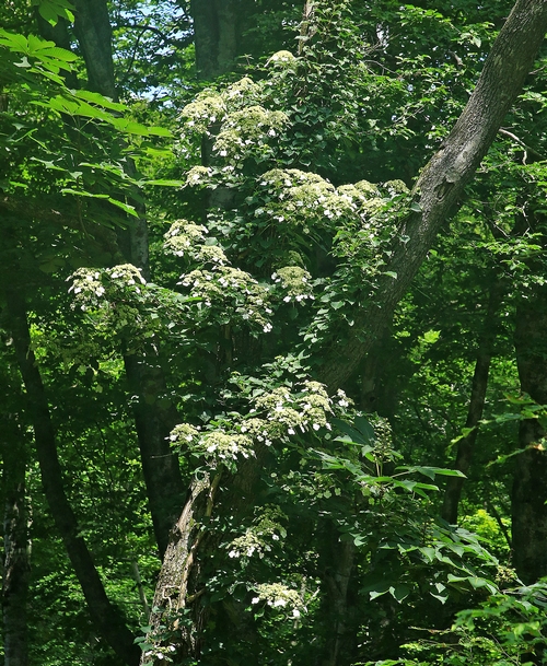 c0104227_2165396.jpg
