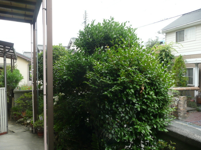 c0009528_15291592.jpg