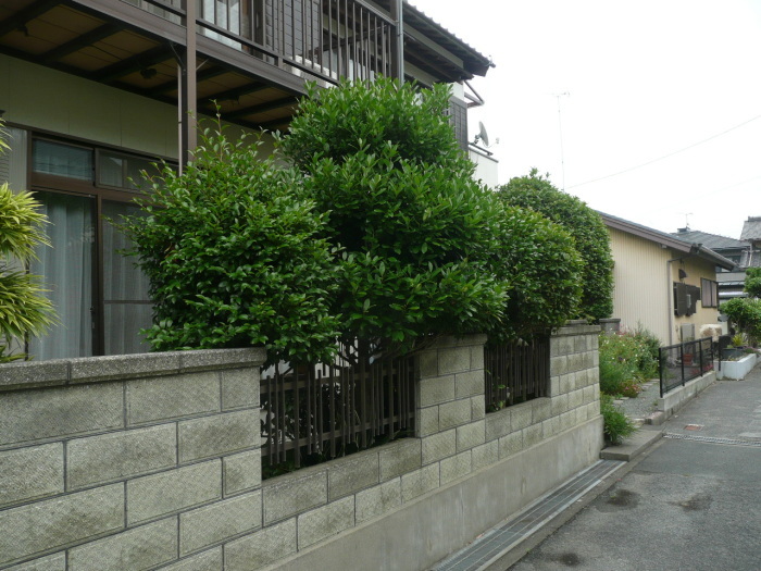 c0009528_15295080.jpg
