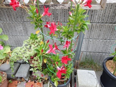 e0033229_1422267.jpg