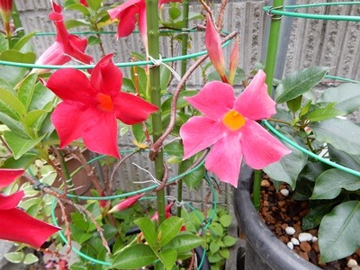 e0033229_1432899.jpg